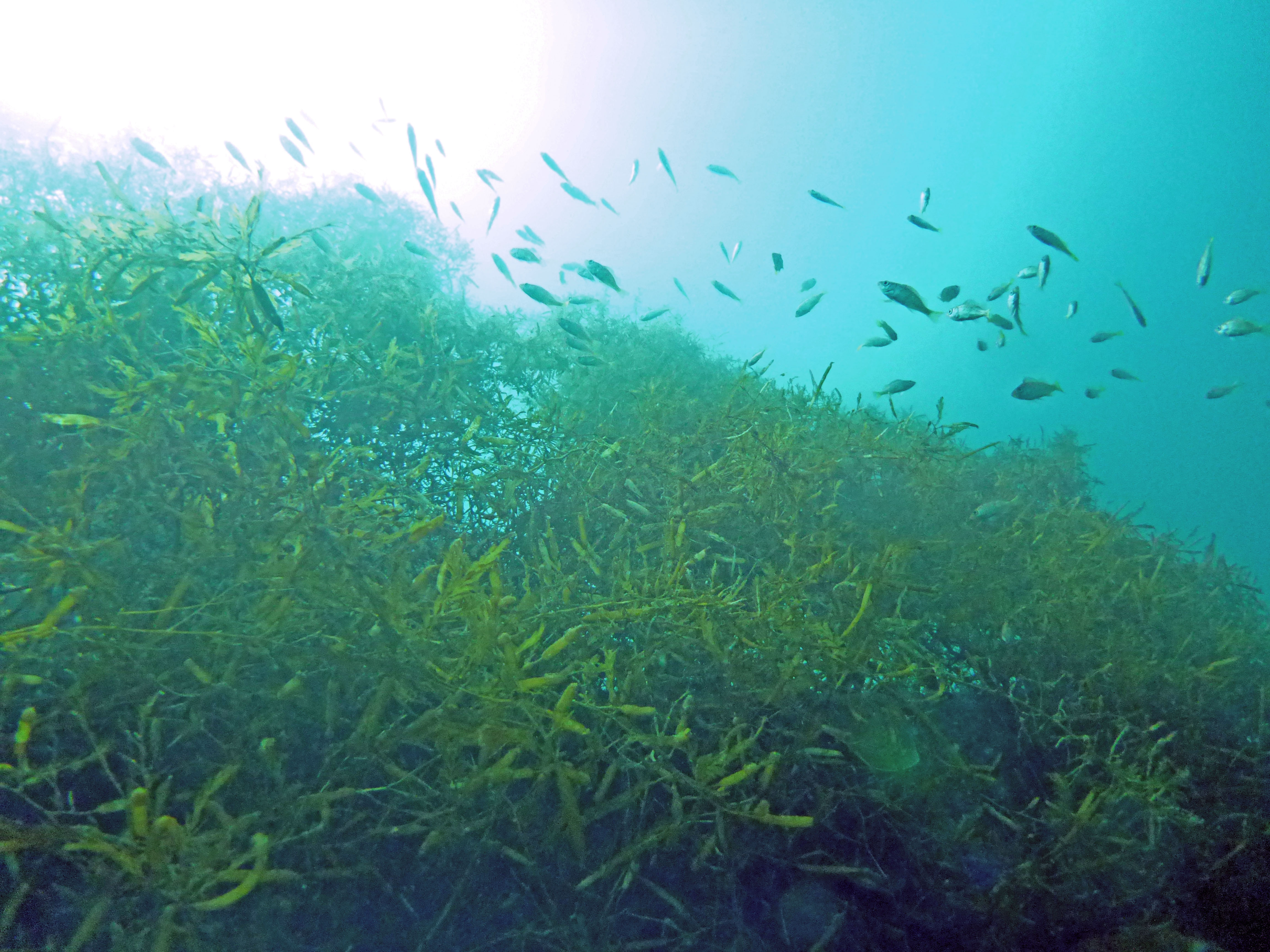 海藻着生基質「セラポラ」調査事例動画集を公開しました！のサムネイル
