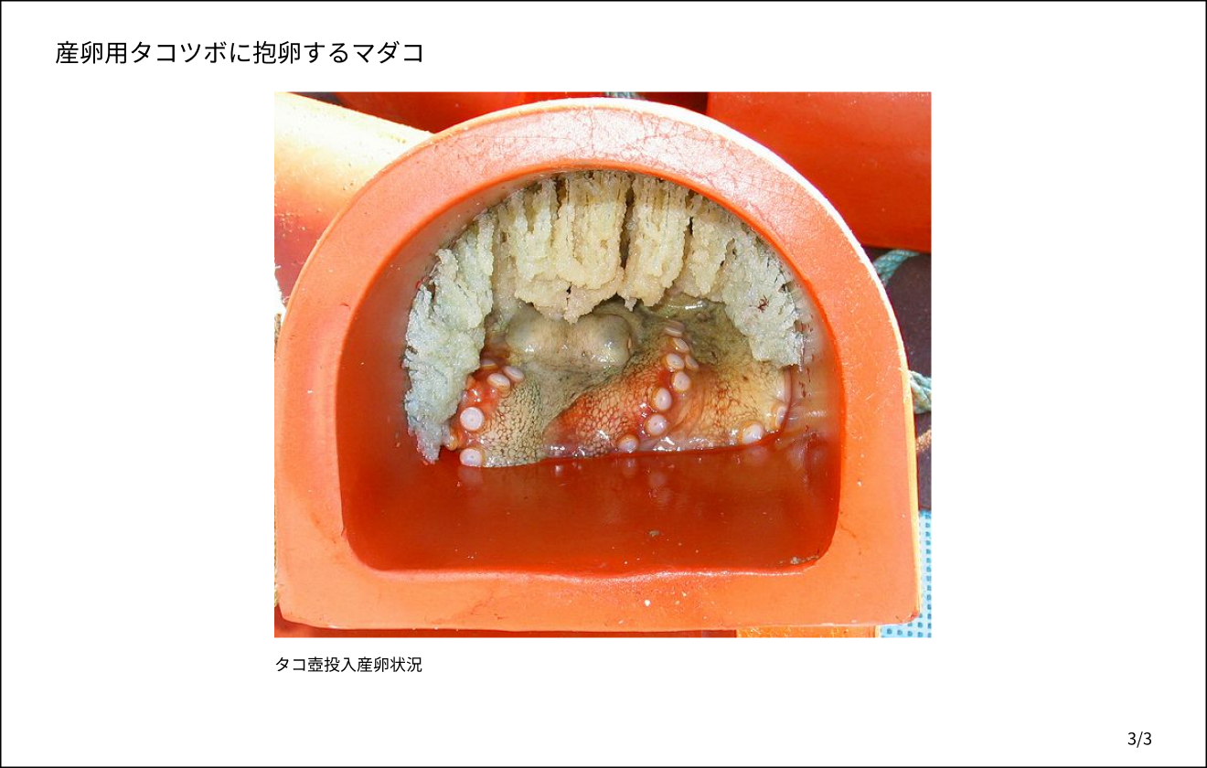 タコ壷投入産卵状況