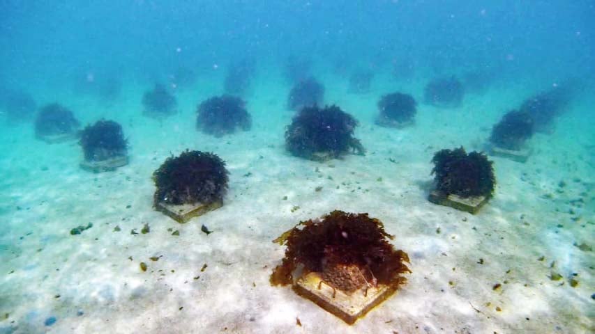 小型藻礁100個の調査を行いました！のサムネイル
